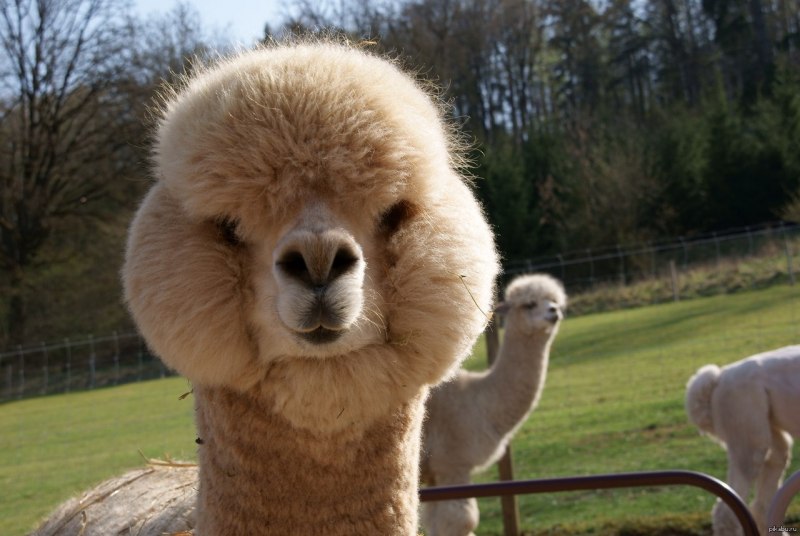 Альпака (Lama Pacos)