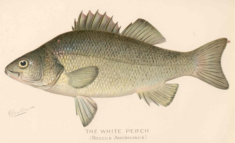 White Perch Morone Americana