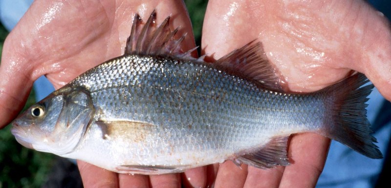 Окунь морской клювач