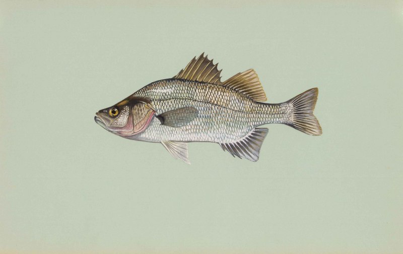 Sciaenops ocellatus