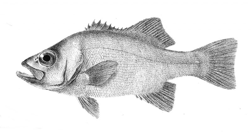 Sebastes mentella рыба