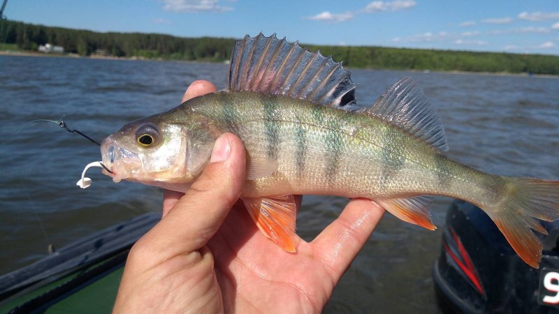 Морской окунь белый
