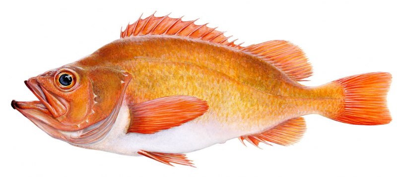Красноперый окунь морской