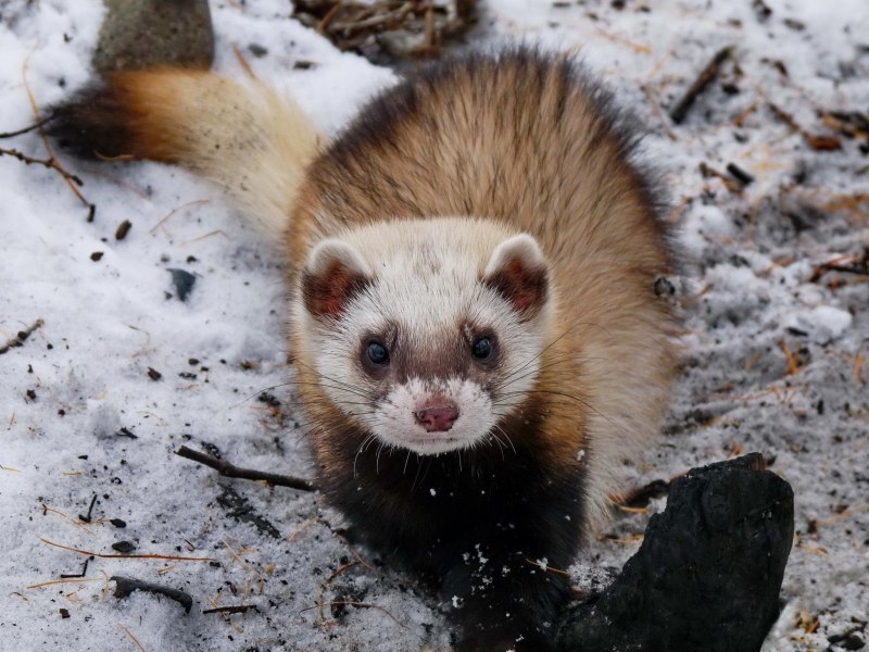 Светлый хорь – Mustela eversmanni