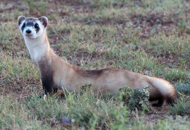 Колонок Mustela sibirica Pallas, 1773