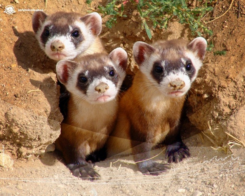 Американская норка (Mustela Vison)