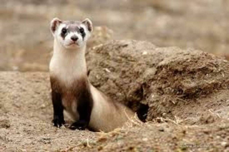 Европейская норка (Mustela lutreola)
