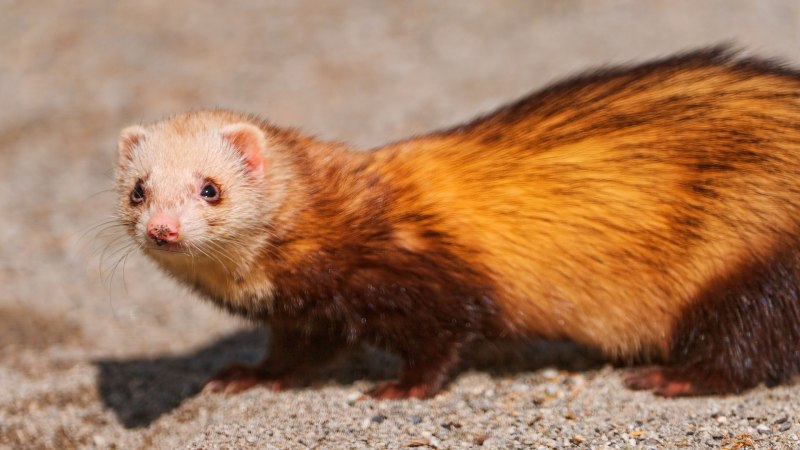 Vormela peregusna