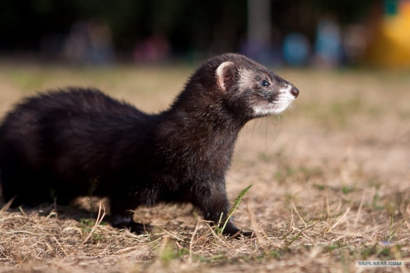 Колонок Mustela sibirica