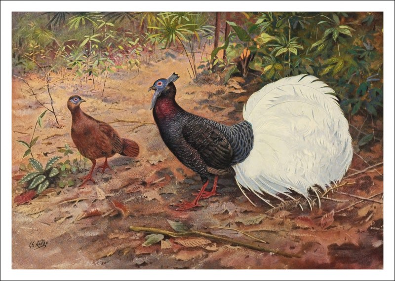 Вилохвостая лофура (Lophura erythrophthalma)