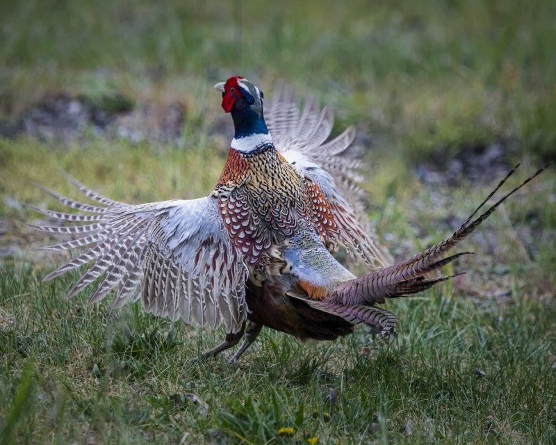 Фазан Phasianus colchicus (Linnaeus, 1758)