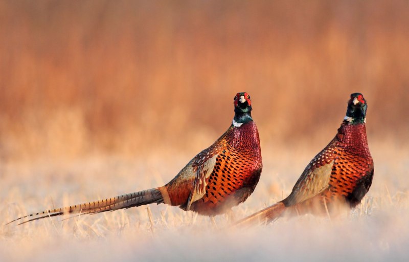 Таджикский фазан Phasianus colchicus BIANCHII