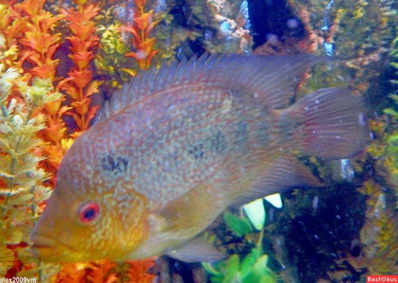 Малоротая Палия Salvelinus elgyticus