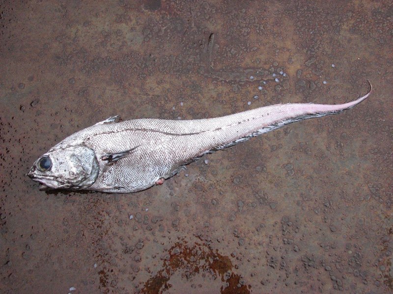 Coryphaenoides rupestris
