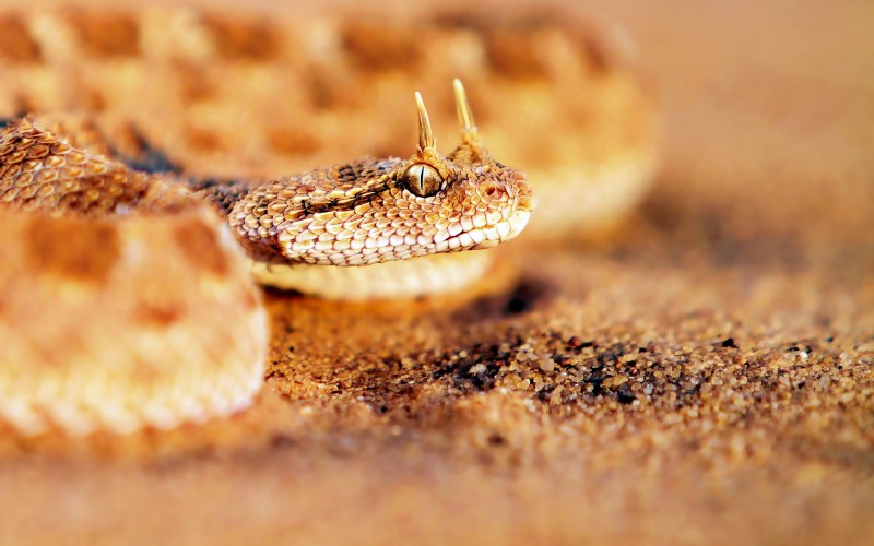 Кустарниковая гадюка (Atheris