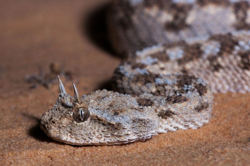 Кустарниковая гадюка (Atheris