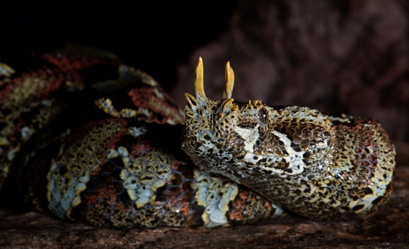 Pseudocerastes persicus