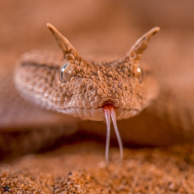 Ушастая змея (62 фото)