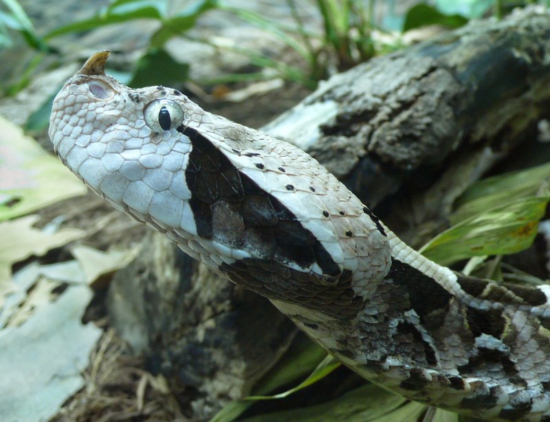 Морская рогатая змея