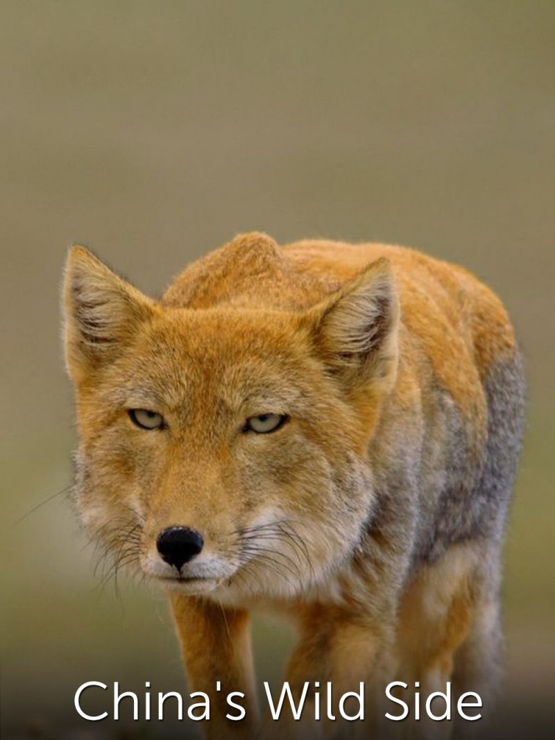 Canis Lupus filchneri