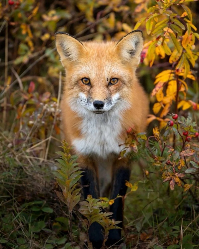 Tibetan Sand Fox