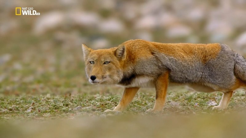 Red Fox 3500