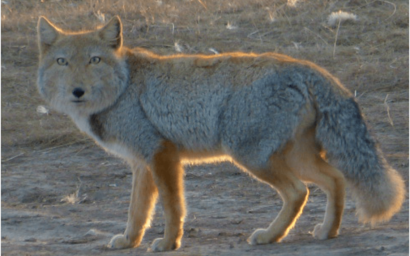 Vulpes ferrilata