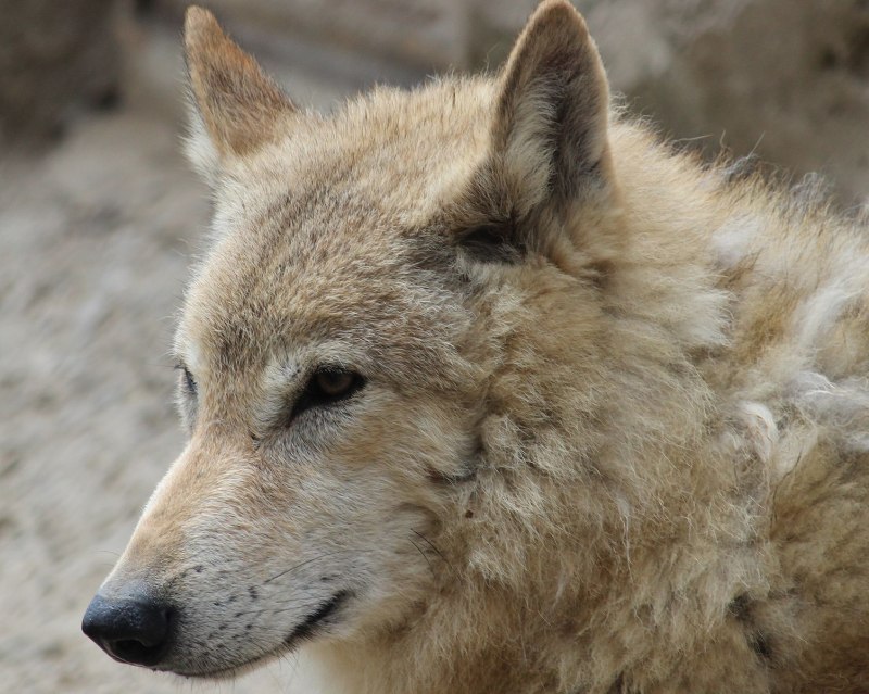 Canis himalayensis