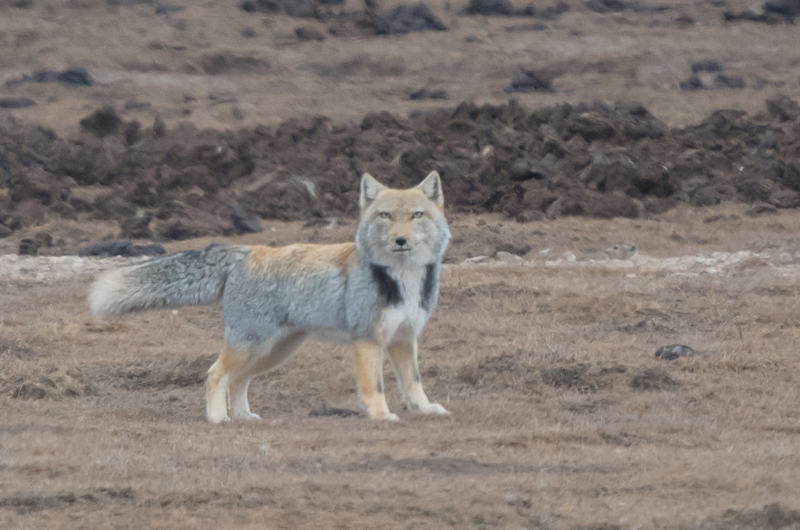 Tibet Fox