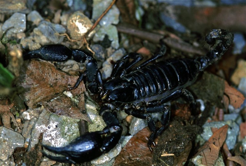 NEPA cinerea (обыкновенный водяной Скорпион)