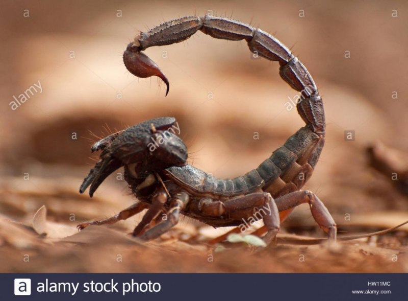 NEPA cinerea (обыкновенный водяной Скорпион)