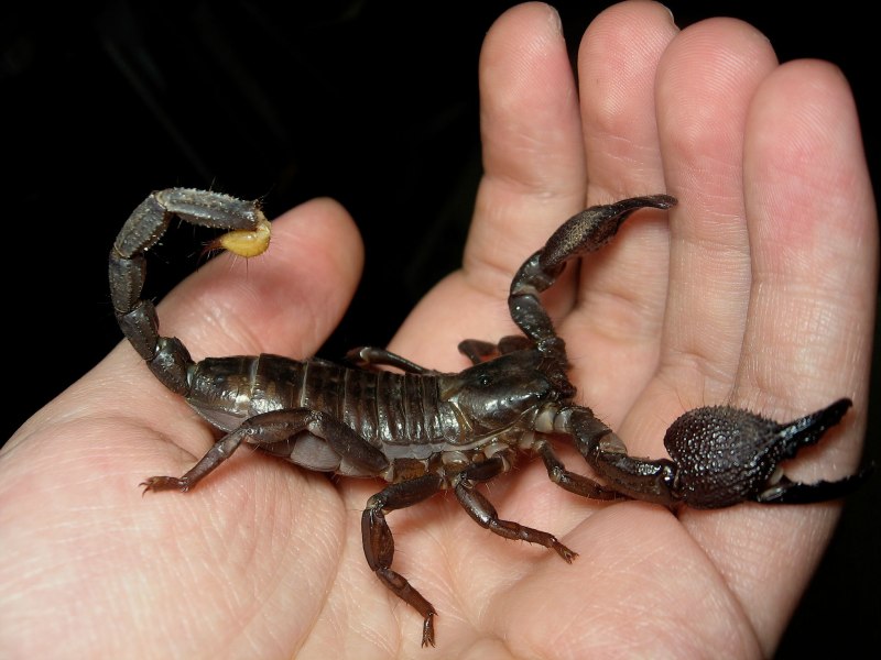 Речной скорпион (73 фото)