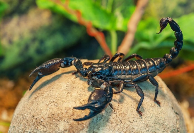 NEPA cinerea (обыкновенный водяной Скорпион)