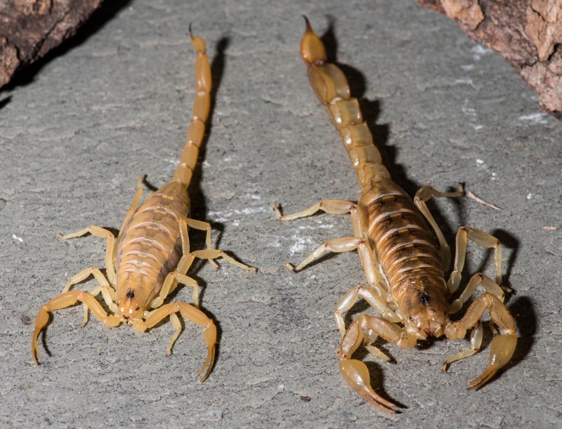 Heterometrus madraspatensis