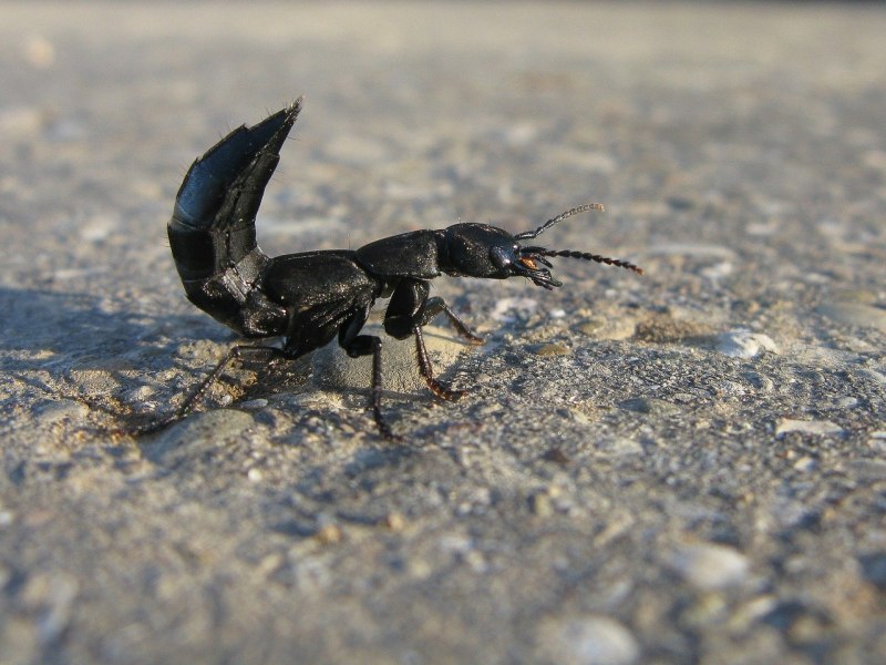 Androctonus crassicauda