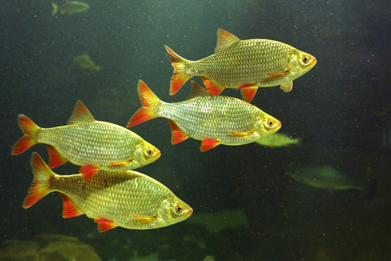 Обыкновенная Золотая рыбка (Carassius auratus)
