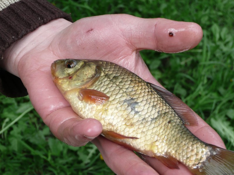 Обыкновенная Золотая рыбка (Carassius auratus)