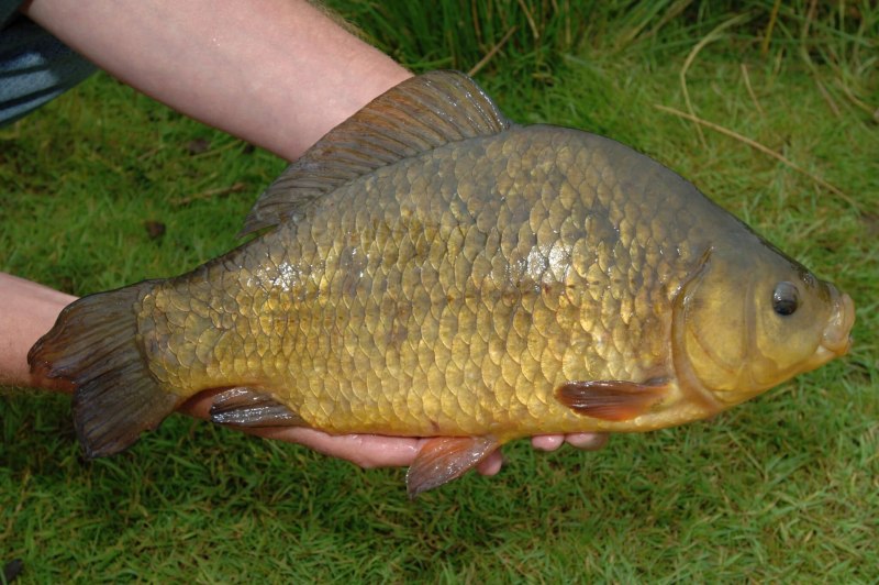 Карась обыкновенный Carassius Carassius