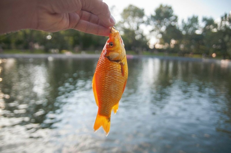 Carassius auratus Золотая рыбка