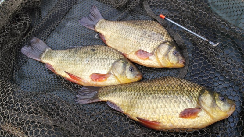 Обыкновенная Золотая рыбка (Carassius auratus)