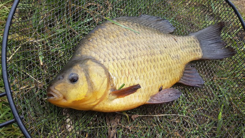 Карась золотой Carassius Carassius