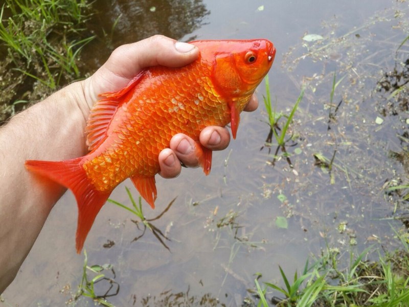 Карась золотой Carassius Carassius