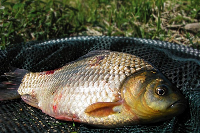 Карась золотой Carassius Carassius