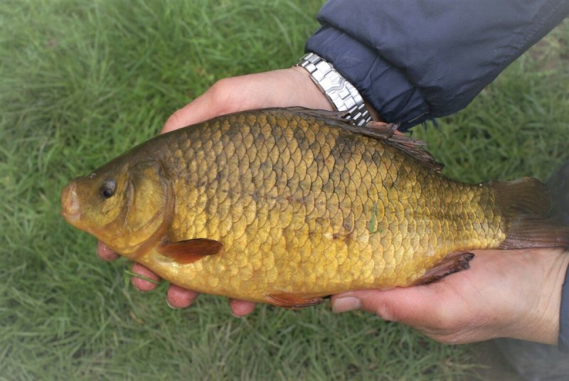 Обыкновенная Золотая рыбка (Carassius auratus)