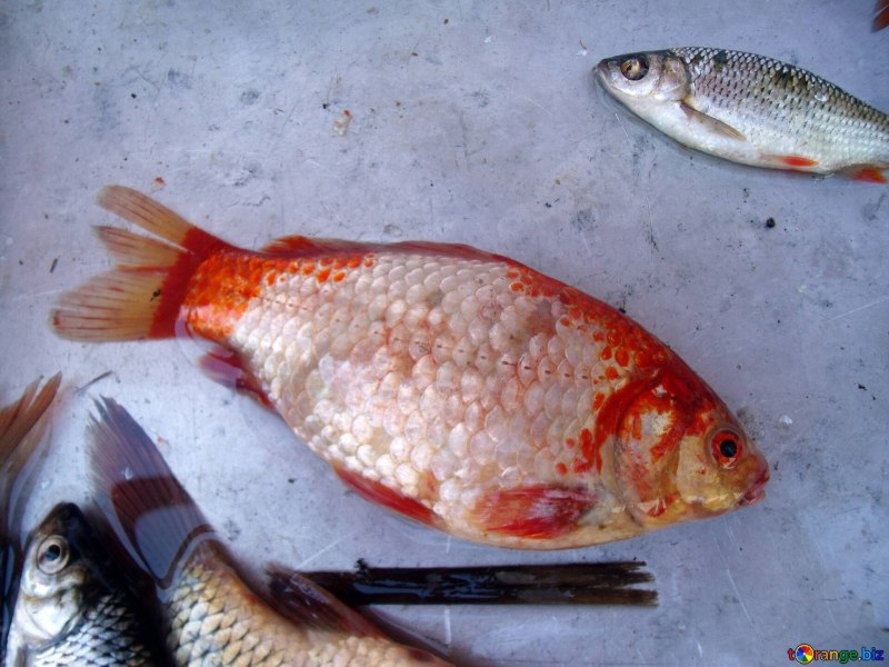 Рыба Red Tilapia