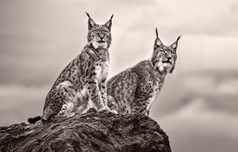 Кошка в лесу