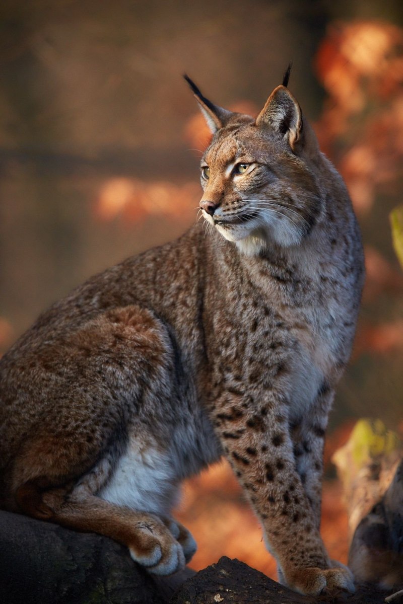 Обыкновенная Рысь Lynx Lynx