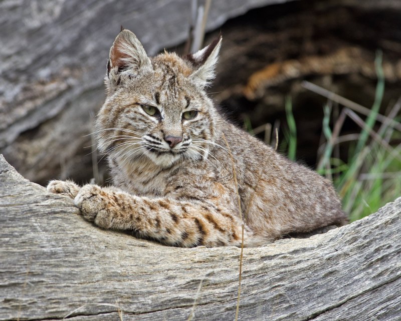 Рысь — Lynx Lynx