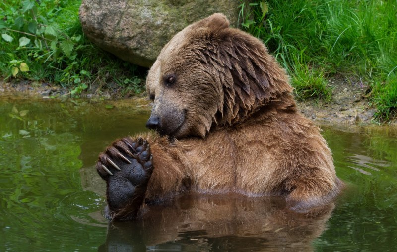 Белый медведь в воде