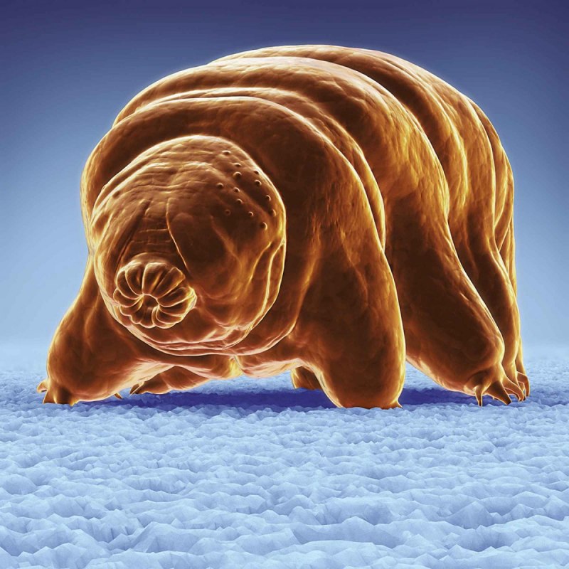 Тихоходка (Tardigrada)